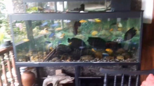 HORNET FISH AND MALAWI FISH смотреть онлайн