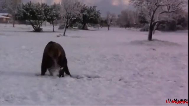 Лучшие приколы Медведь смотреть онлайн
