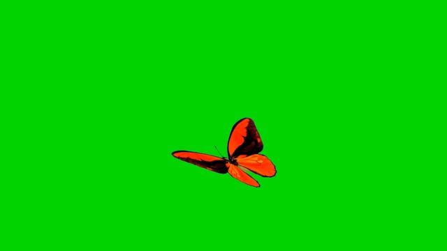 flying butterfly Green screen animated effect | motion with many types смотреть онлайн