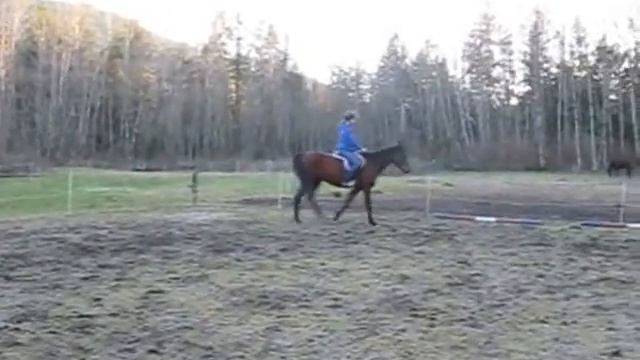 Wild Root, Bay Thoroughbred Horse смотреть онлайн