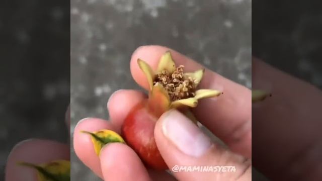 КАК РАСТЁТ ГРАНАТ ? смотреть онлайн