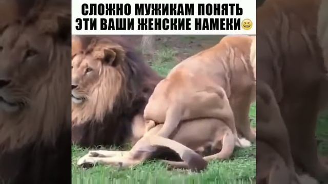 Женские Намёки Мужики Не Понимают смотреть онлайн