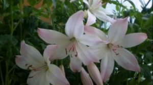 Удивительный цветок Лилия Марлен