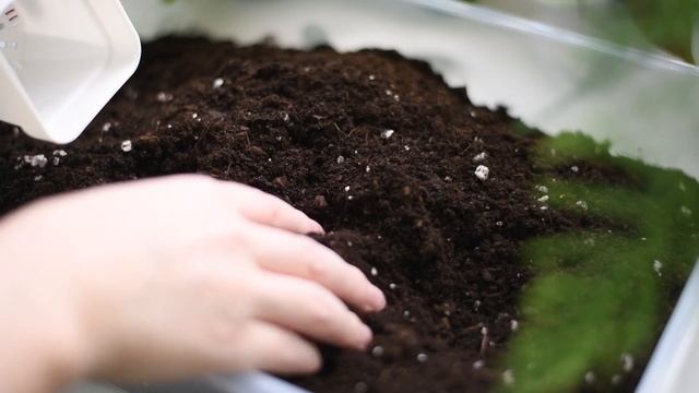 Размножение Замиокулькаса листьями в воде / Пересадка / РЕЛАКС ? смотреть онлайн