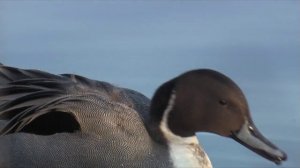 Шилохвость. Утки Беларуси. Northern pintail.