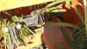 Бурьянокосилка  PATRIOT RX 900