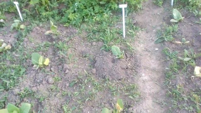 Табак после заморозков, месяц в открытом грунте. смотреть онлайн