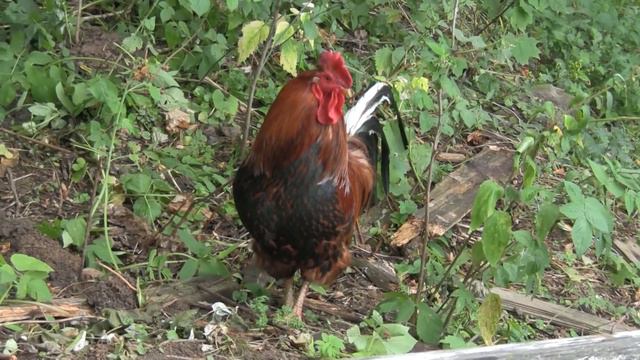 Петух в саду. смотреть онлайн