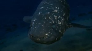 МОНСТРЫ ОКЕАНА, которые РЕАЛЬНО СУЩЕСТВУЮТ / ТОП 10