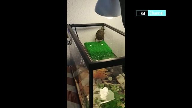 Видео приколы. Смех на палке. Топ приколов за март февраль 2023. Не откладывай просмотр смотреть онлайн