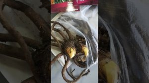 Эремурус посадка