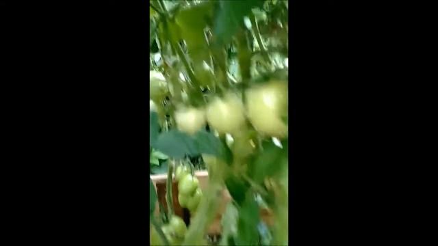 томат Супербомба и гибрид Стеша F 1.the best varieties of tomatoes смотреть онлайн