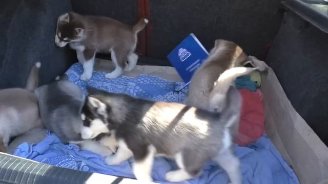 ЩЕНКИ ХАСКИ - ГОЛУБЫЕ ГЛАЗКИ. Puppies Siberian Husky - blue eyes. Одесса. смотреть онлайн