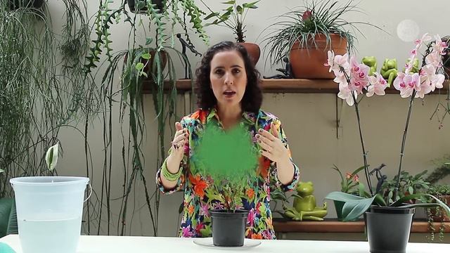 Como Salvar uma Planta смотреть онлайн