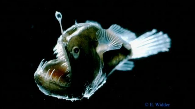 Edith Widder: Glowing life in an underwater world смотреть онлайн