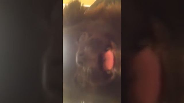 Пти брабсон