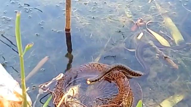 Покушение ужа на рыбу смотреть онлайн