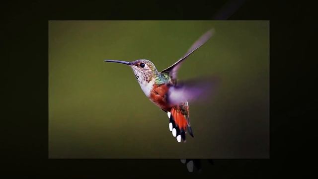 "Две непохожие птицы" - рассказ про колибри и страусов / МСЦ ЕХБ / скачан с сайта dstudio.info смотреть онлайн