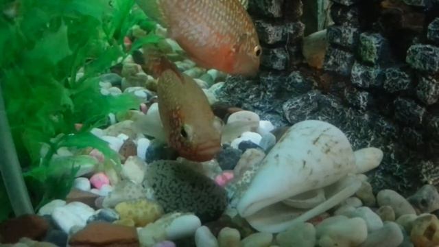 Самец хромиса красавца оплодотворяет икру