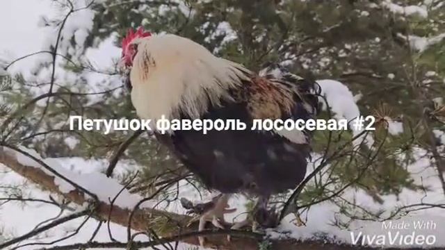 Петушки фавероль лососевая. Продажа. смотреть онлайн