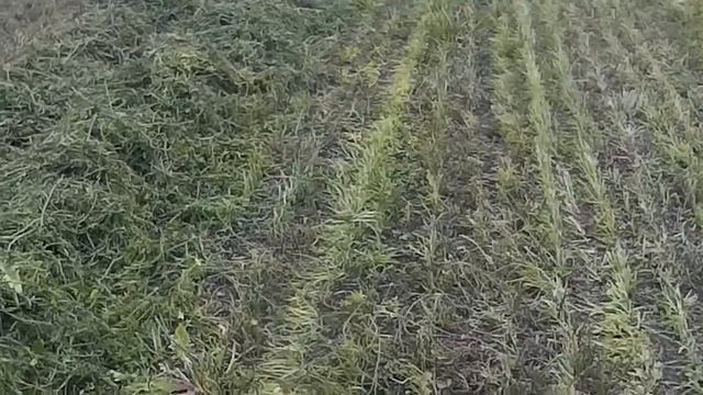 Грабли/валкообразователи SIP Star 600 (2 часть) смотреть онлайн