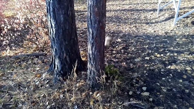 Завтрак белки. смотреть онлайн