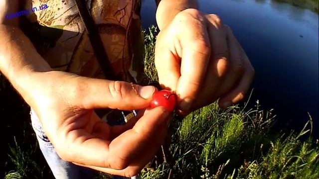 Как насадить вишню на крючок Ловим головля смотреть онлайн