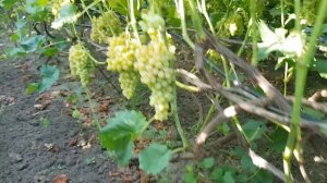 Виноград КИШМЫШ 342