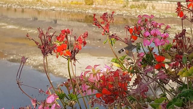 Taubenschwänzchen in Bingen am Rhein смотреть онлайн