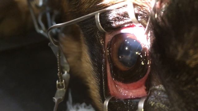 Заноза в глазу у Собаки! Извлекаем. смотреть онлайн