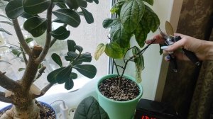 Как обрезать и укоренить Клеродендрум #клеродендрум