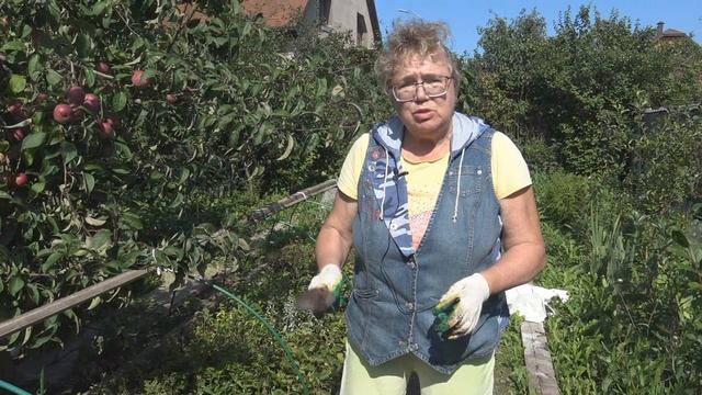 Как размножить сортовое растение черенкованием, 100% укоренение, эффективная переработка навоза смотреть онлайн