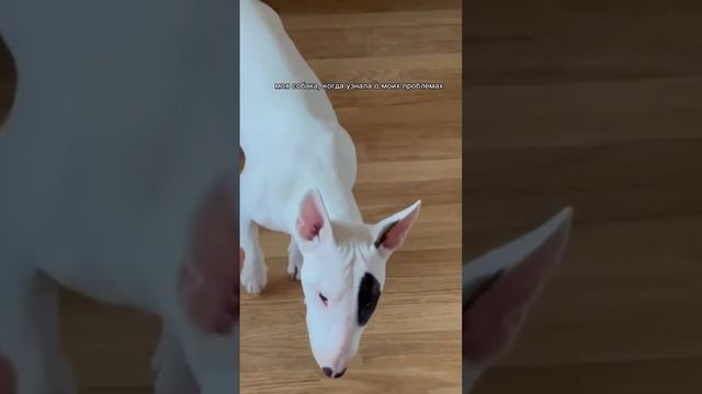 жаль, конечно, этого добряка😂🫣 смотреть онлайн