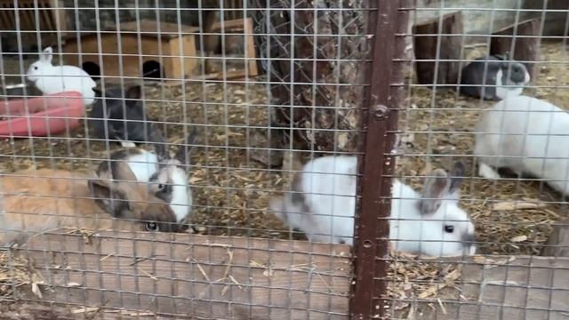 После покупки квартиры поехали провести выходные на МОРЕ-Анапа, Геленджик-САФАРИ ПАРК #влог смотреть онлайн