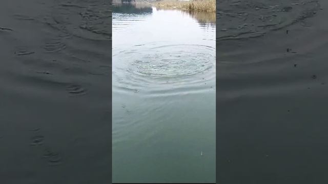 Это не ЗАЦЕП!!! Это ЩУКА на СПИННИНГ!!! ???#shorts смотреть онлайн