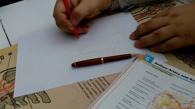 2. Внутренняя сонная артерия. Подключичная артерия. Артерии мозга.