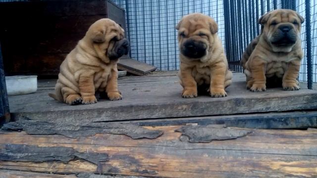 Щенки шарпея смотреть онлайн