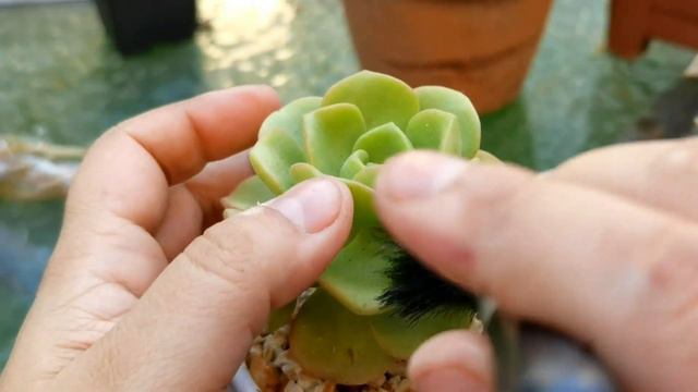 Aeonium Lily Pad // Mantenimiento // Any Grc