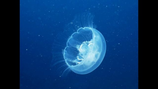 Медузы, существа удивительные и весьма неординарные смотреть онлайн