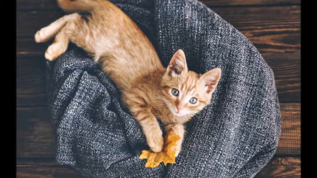 Рыжий кот на фото смотреть онлайн