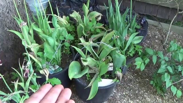КОГДА ВЫКАПЫВАТЬ ТЮЛЬПАНЫ ??? | СОВЕТЫ КОТОРЫХ ВЫ НЕ ЗНАЛИ! Светлана Самойлова смотреть онлайн