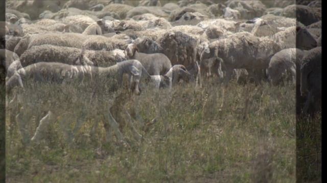 Fletcher Fat Tail Awassi Cross Dorper lambs смотреть онлайн