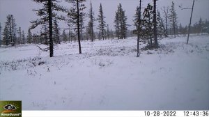 Миграции лосей осень 2022