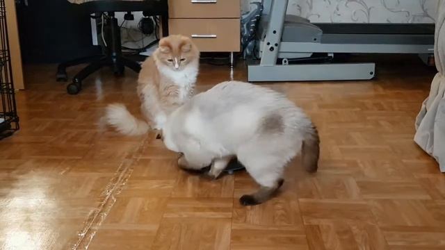 Коты играют пирамидка