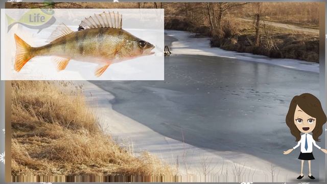 Как и где ловить окуня по первому льду на реке? Где искать окуня на течении в декабре по льду? смотреть онлайн
