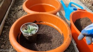 Как пересаживаю рассаду эустомы на постоянное место в уличные горшки