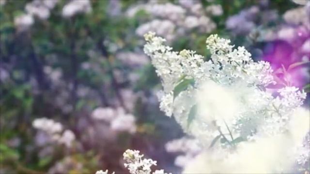 Таволга на роднике Графовка смотреть онлайн