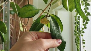 Хойя erythrina bajo зацвела! Обзор сорта.