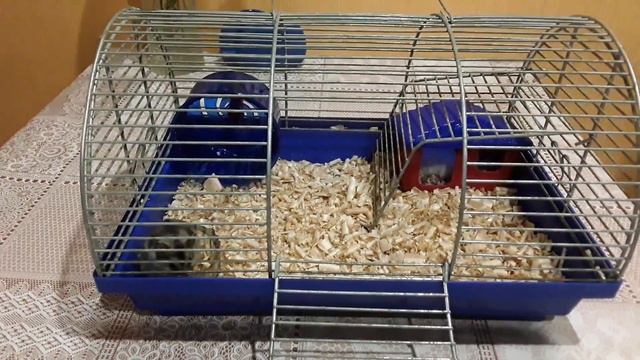 Второй день, хомячки обустраиваются и привыкают. смотреть онлайн