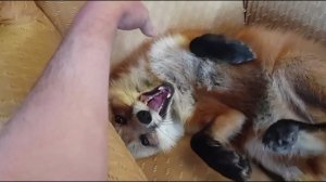 Ли Сяо / Alice the Fox Лиса Алиса (Хищный нрав лисы и спасение птиц)
